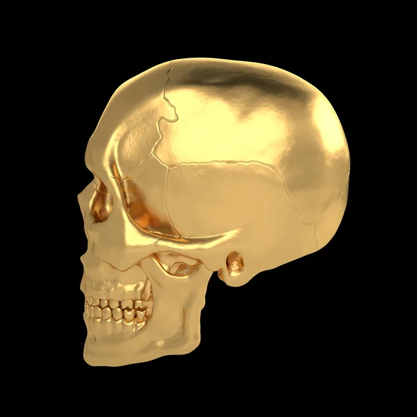 Anatomiska mänskliga scull24 — Stockfoto