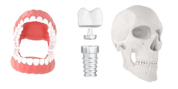 Anatomiska mänskliga scull24 — Stockfoto