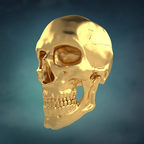 Anatomiska mänskliga scull24 — Stockfoto