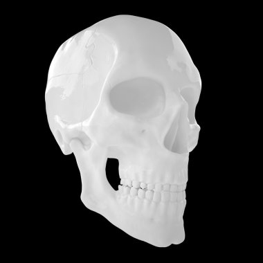 Anatomik insan s Scull85