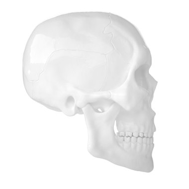 Anatomik insan s Scull85