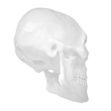 Anatomik insan s Scull85