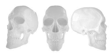 Anatomik insan s Scull85