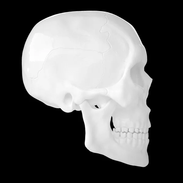 Humano anatómico s Scull85 — Foto de Stock