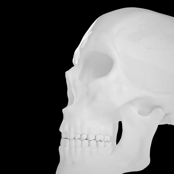 Humano anatómico s Scull85 — Foto de Stock