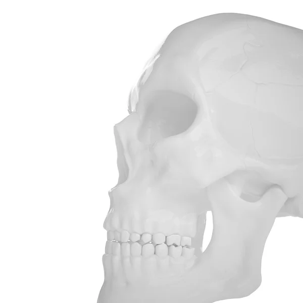 Anatomiska mänskliga s Scull85 — Stockfoto