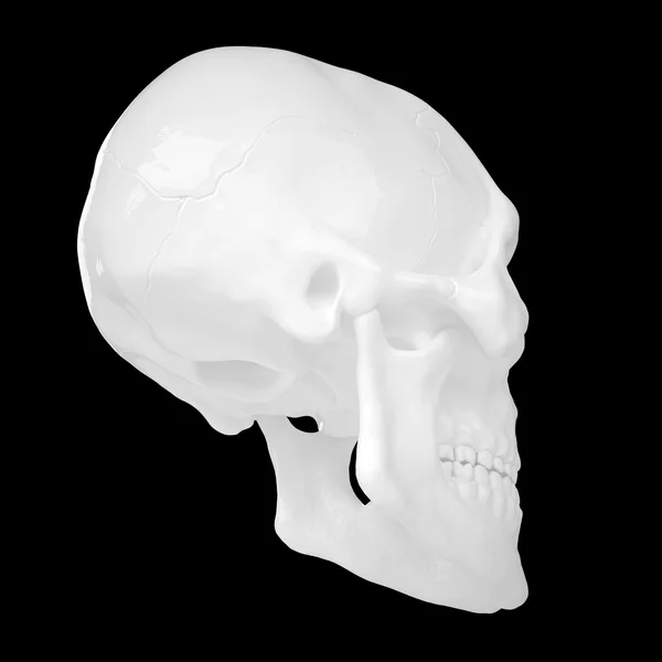 Anatomic human s Scull85 — Stock Photo, Image