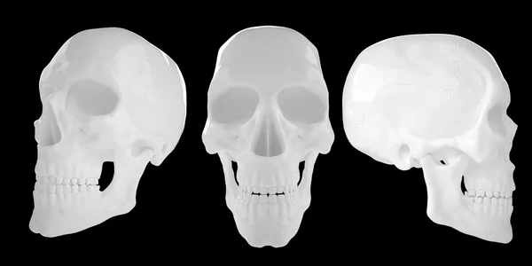 Anatomische menselijke s Scull85 — Stockfoto