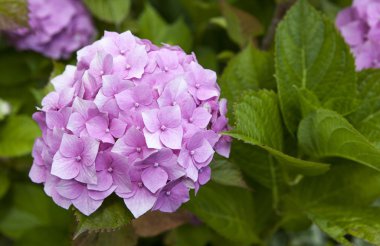 Ortanca ortak adları ortanca veya HORTENSIA