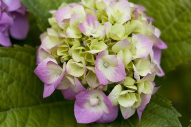 Ortanca ortak adları ortanca veya HORTENSIA