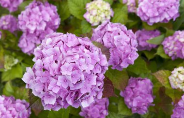 Ortanca ortak adları ortanca veya HORTENSIA