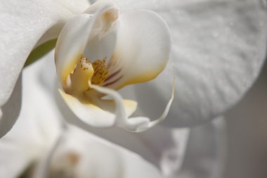 Beyaz Orkide çiçek