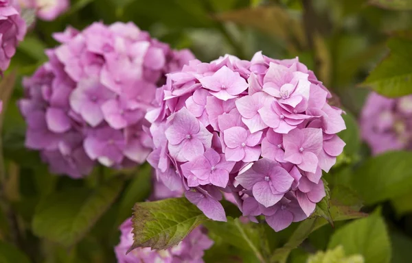 Hydrangea common names hydrangea or hortensia — Stock Photo, Image