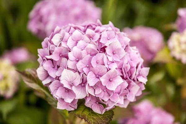 Hortensia gemensamma namn hortensia eller hortensia — Stockfoto