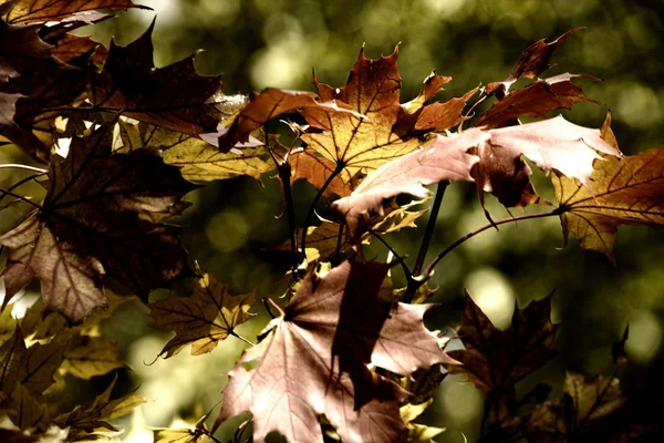 Autumn leaves in park — Stock Photo, Image