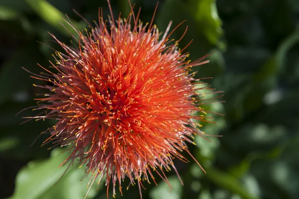 Scadoxus puniceus, allgemein bekannt als Pinsellilie — Stockfoto