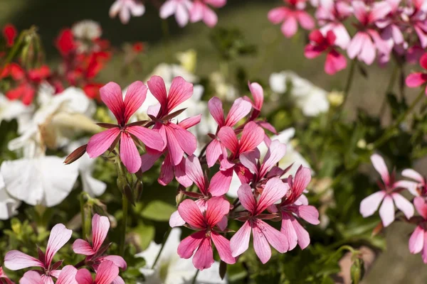 Pelargonium, geraniums in tuin Stockafbeelding