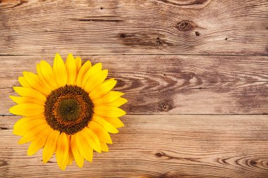 Ahşap bir arka planda ayçiçeği. Portföydeki başka bir açıdan görüntüle.