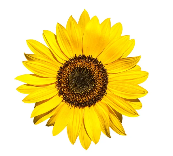 Квітка Соняшнику Ізольована Білому Тлі Вид Іншого Ракурсу Портфоліо — стокове фото
