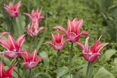 Çiçekli bahar çayırı lalelerle.