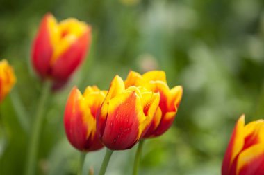 Çiçekli bahar çayırı lalelerle.