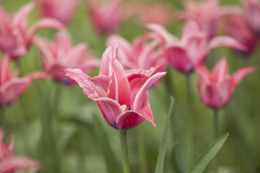 Çiçekli bahar çayırı lalelerle.