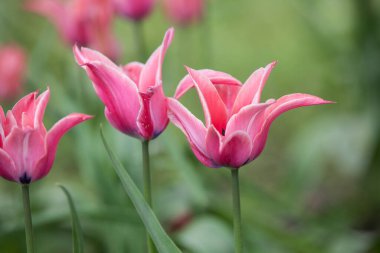 Çiçekli bahar çayırı lalelerle.