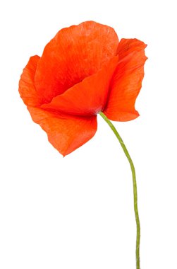 Kırmızı gelincik çiçeği beyaz arka planda izole edilmiş. Portoflio 'da başka bir çiçeğin görüntüsü.