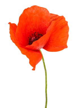 Kırmızı gelincik çiçeği beyaz arka planda izole edilmiş. Portoflio 'da başka bir çiçeğin görüntüsü.