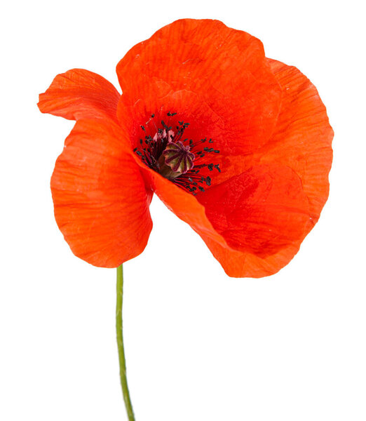 Red poppy flower isolated on a white background. View of another flower in the portoflio.