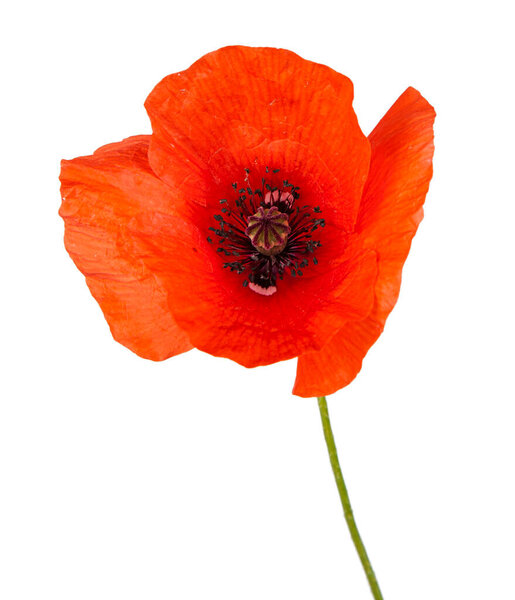 Red poppy flower isolated on a white background. View of another flower in the portoflio.