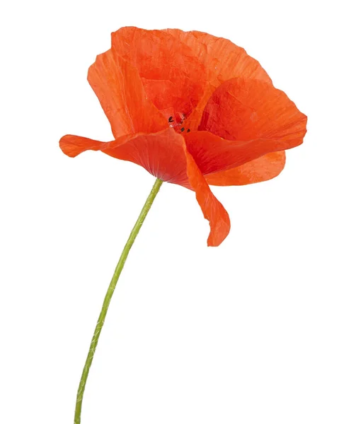 Червона Макова Квітка Ізольована Білому Тлі Вид Іншу Квітку Портфоліо — стокове фото