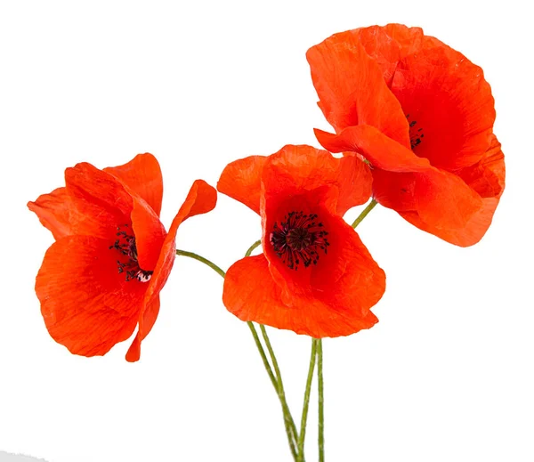 Kırmızı gelincik çiçeği beyaz arka planda izole edilmiş. Portoflio 'da başka bir çiçeğin görüntüsü.