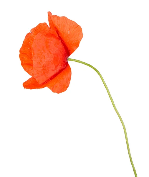 Red Poppy Flower Isolated White Background View Another Flower Portoflio Stock Picture