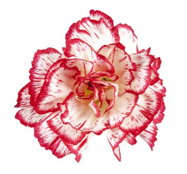 Çiçek açan karanfil beyaz arka planda izole