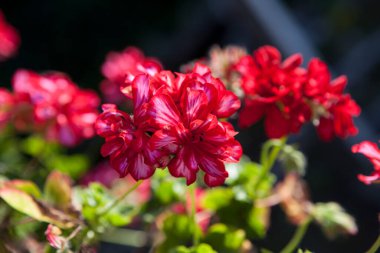 Bahçede çiçek açan sardunya