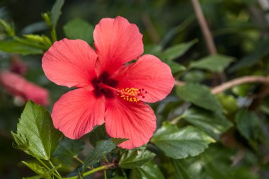 Bahçede çiçek açan çiçek.