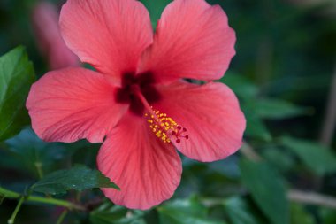 Bahçede çiçek açan çiçek.