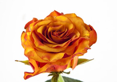 Rose, portföyde farklı bir açı var..