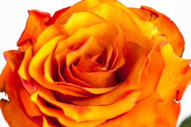 Rose, portföyde farklı bir açı var..