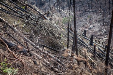 Yanmış bir dağ ormanı manzarası. Fırtınanın sebep olduğu bir yangın..