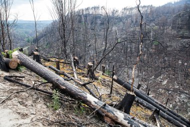 Yanmış bir dağ ormanı manzarası. Fırtınanın sebep olduğu bir yangın..