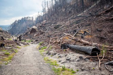 Yanmış bir dağ ormanı manzarası. Fırtınanın sebep olduğu bir yangın..