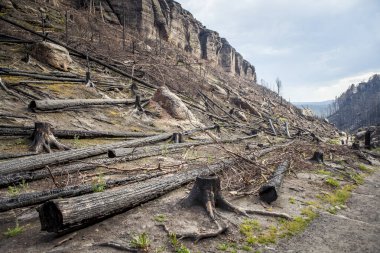 Yanmış bir dağ ormanı manzarası. Fırtınanın sebep olduğu bir yangın..