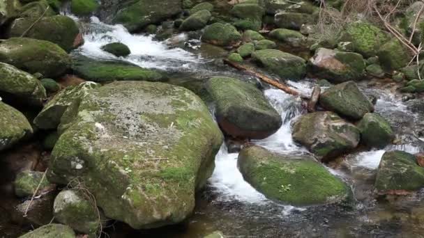 Dağ dere, Karkonosze Polonya — Stok video