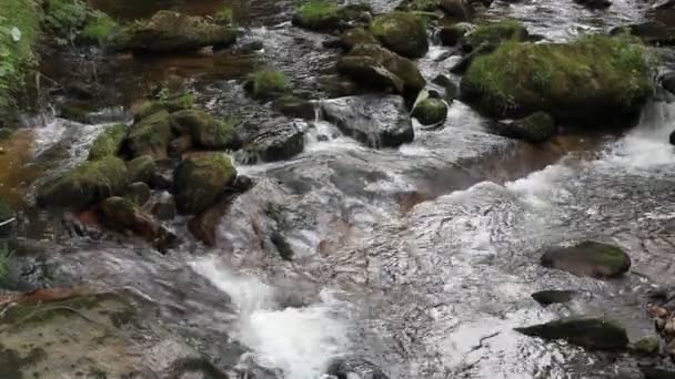 Ορεινό ρέμα, Karkonosze στην Πολωνία — Αρχείο Βίντεο