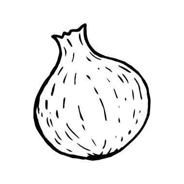 Beyaz arkaplanda incir karalama çizimi izole edildi