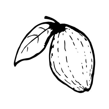 Karalama tarzında yaprağı olan ayva elması.