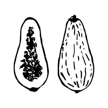 Karalama tarzında Papaya çizimi. Beyaz arkaplanda izole edilmiş vektör çizimi