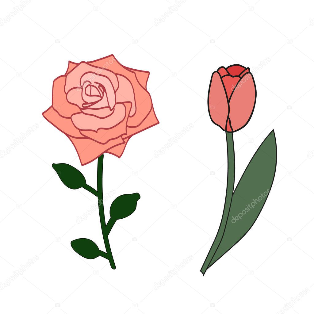 Pink floral decorative spring tulip rose